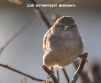 Птицы