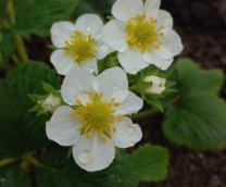 ��� ������