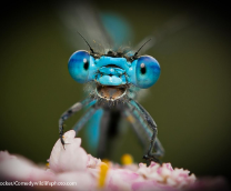 �������� ��������